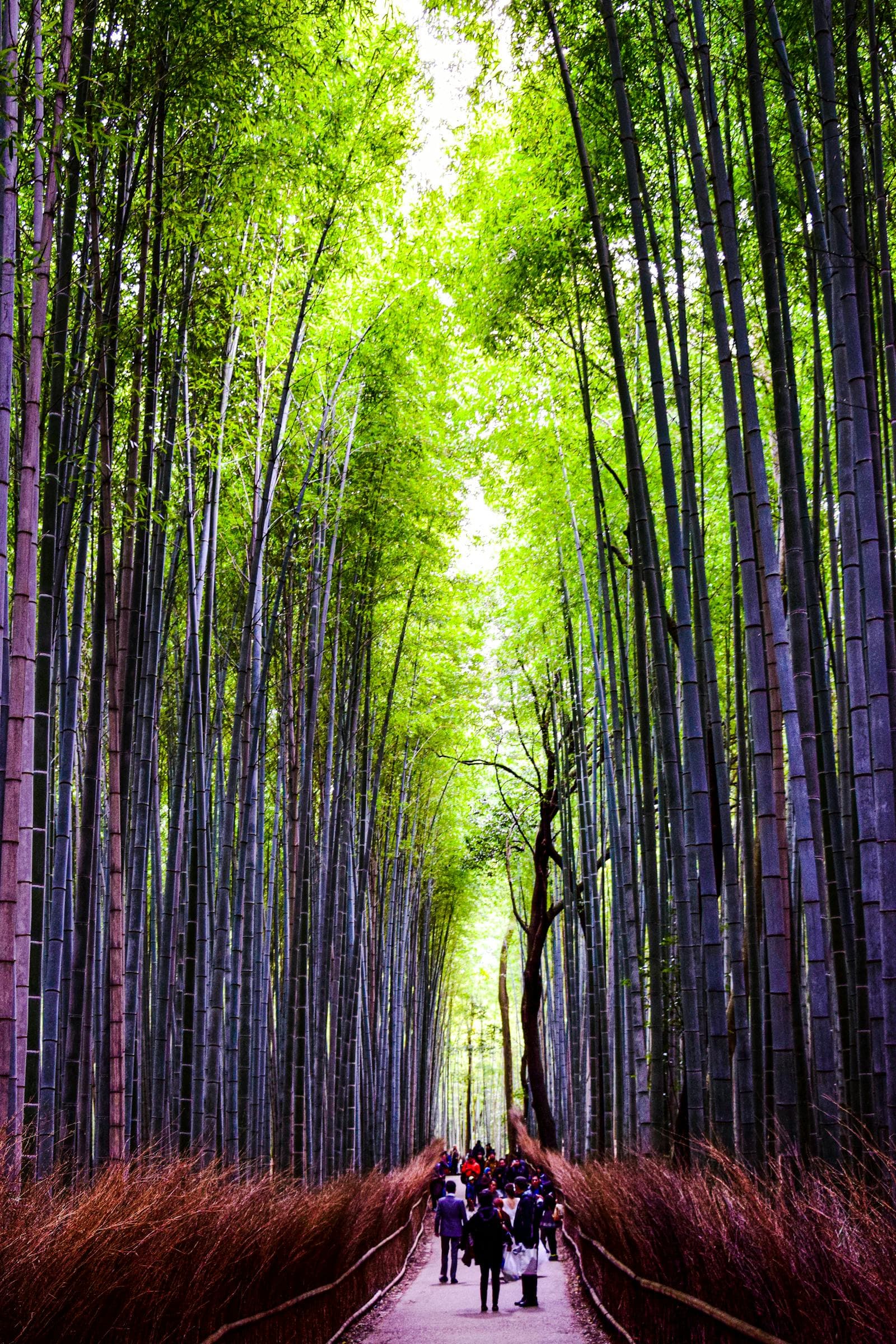 The walk up through the bamboo grove — half the experience