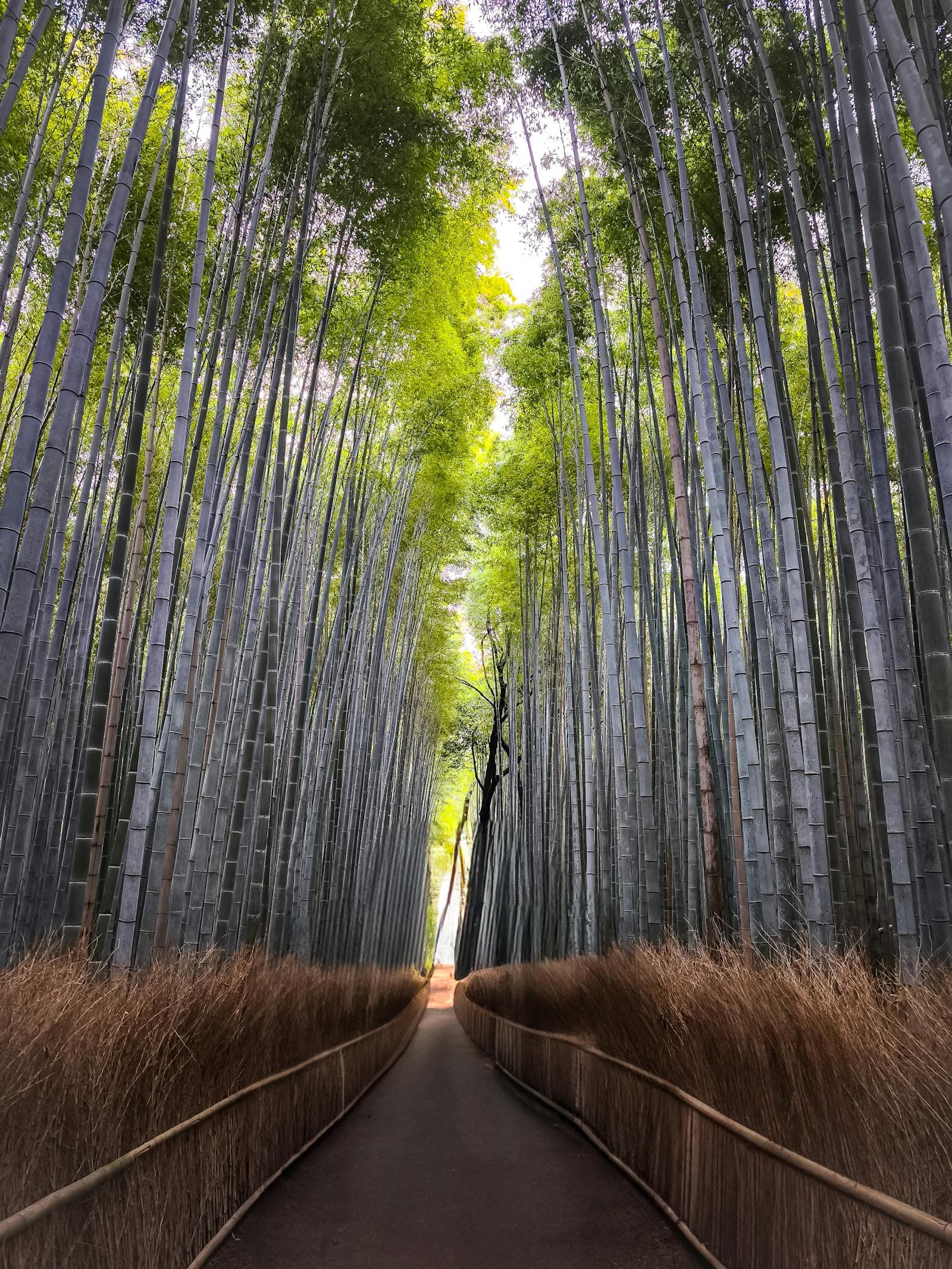 The walk to the temple โ Arashiyama before the tourists arrive